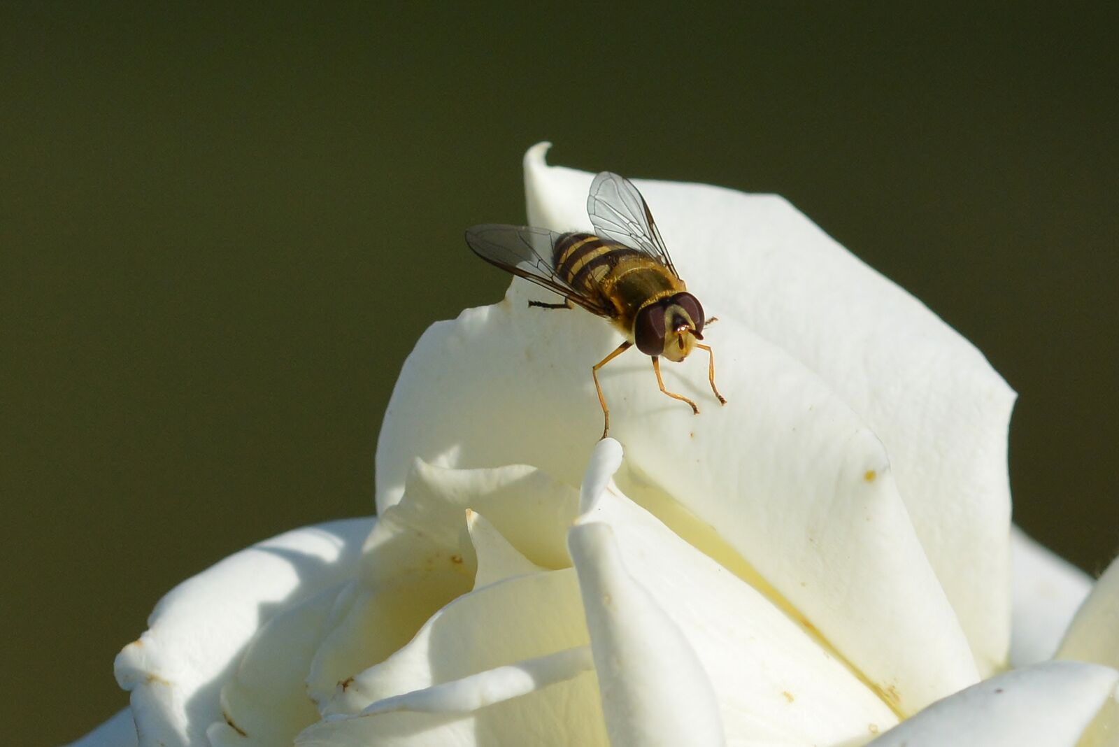 Nikon D5200 sample photo. Rose, hoverfly, insect photography