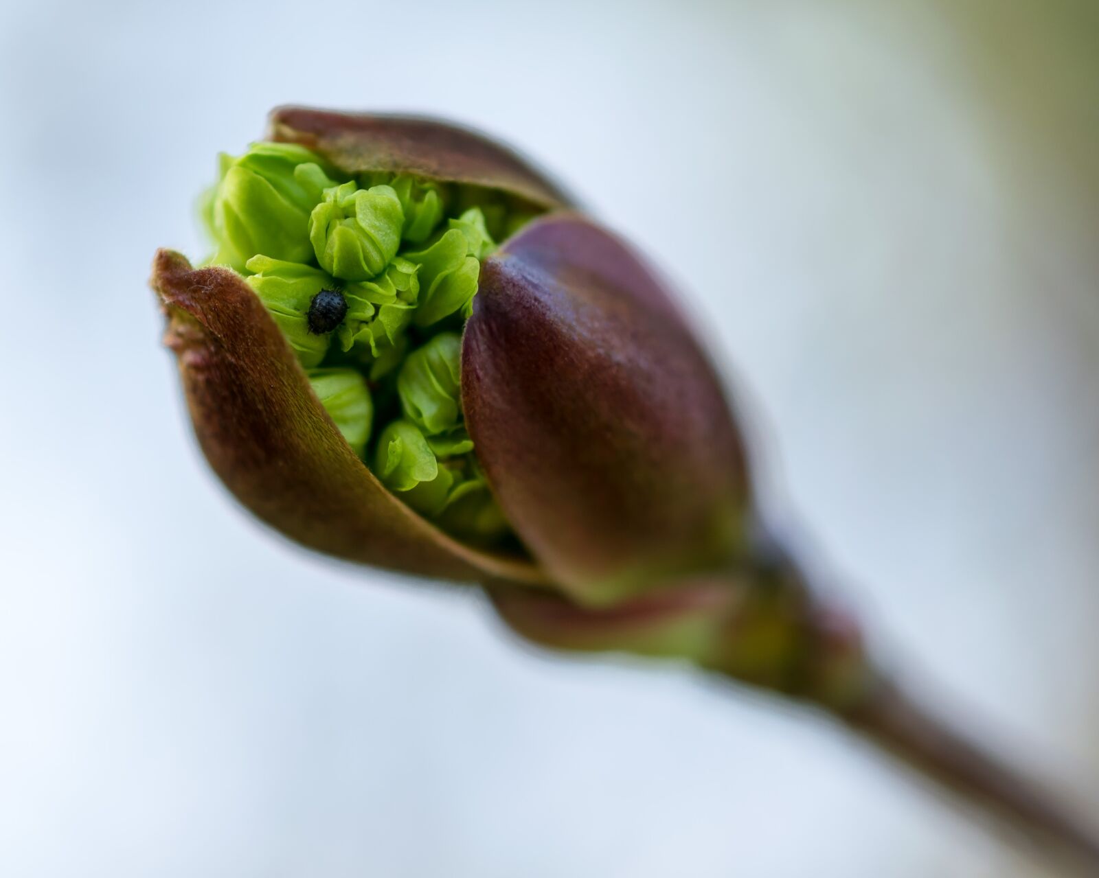 Nikon D5300 sample photo. Blossom, bloom, bud photography