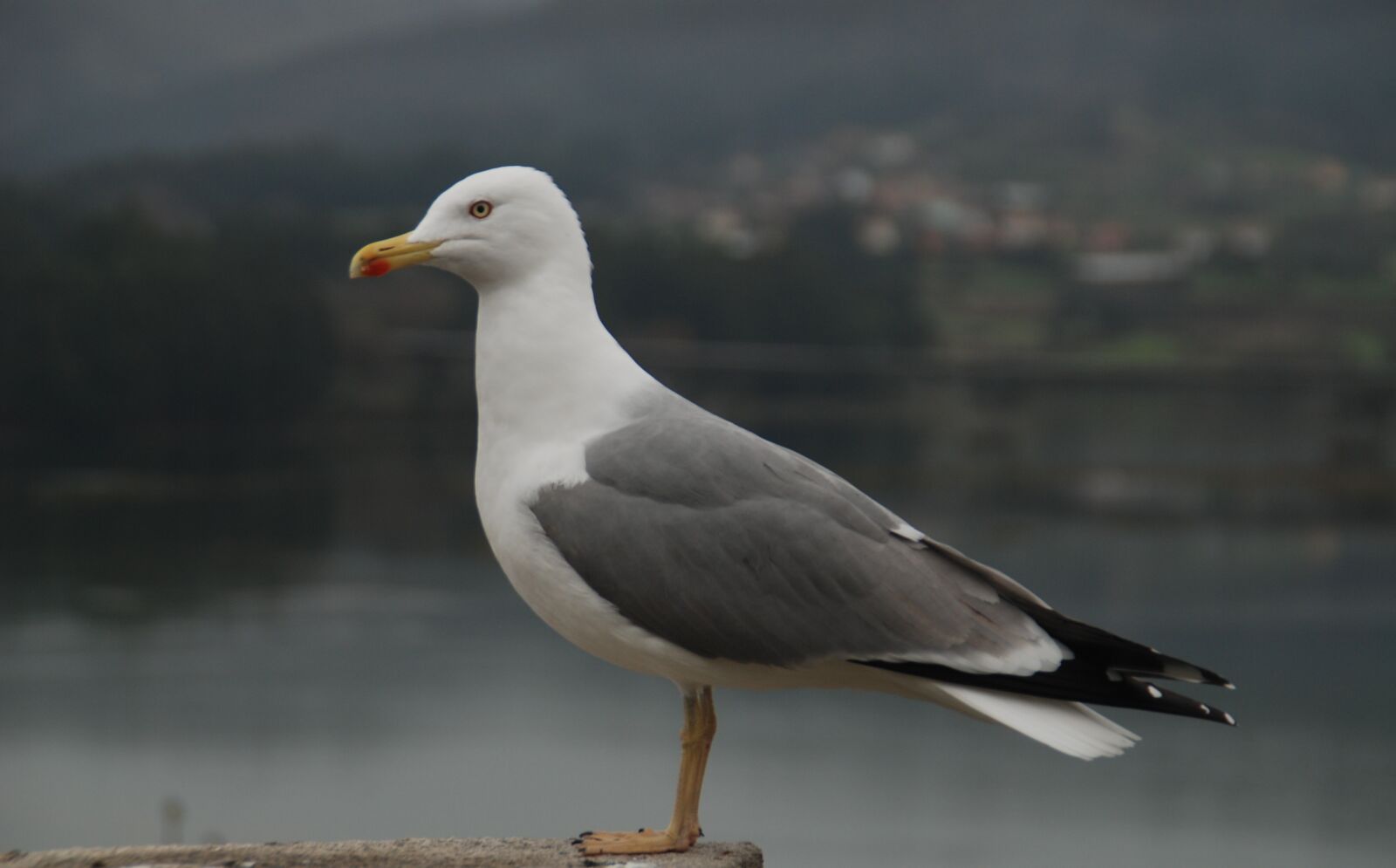 Nikon D80 sample photo. Pontedeume, spain, galicia photography