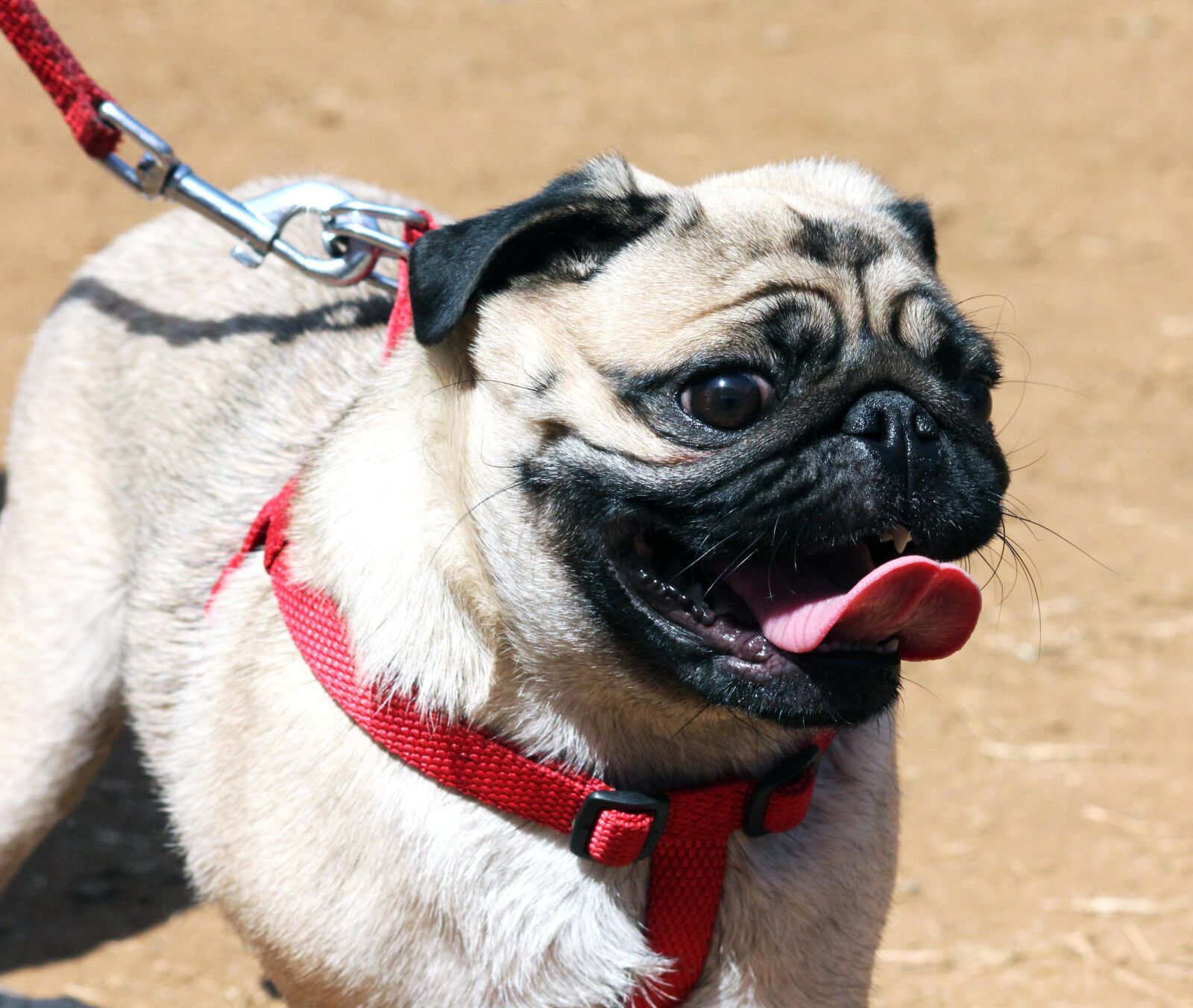 Canon EOS 550D (EOS Rebel T2i / EOS Kiss X4) sample photo. White dog, dog, leash photography