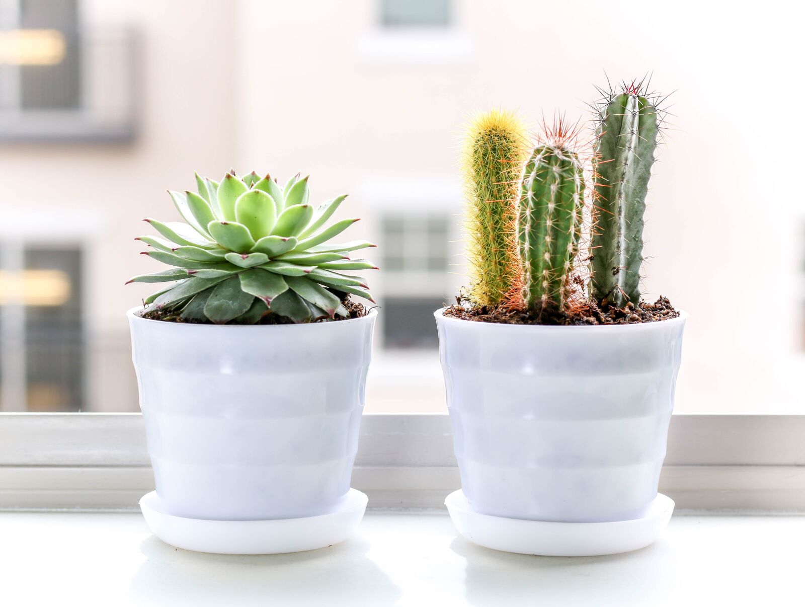 Canon EOS 70D sample photo. Succulent, plant, cactus photography