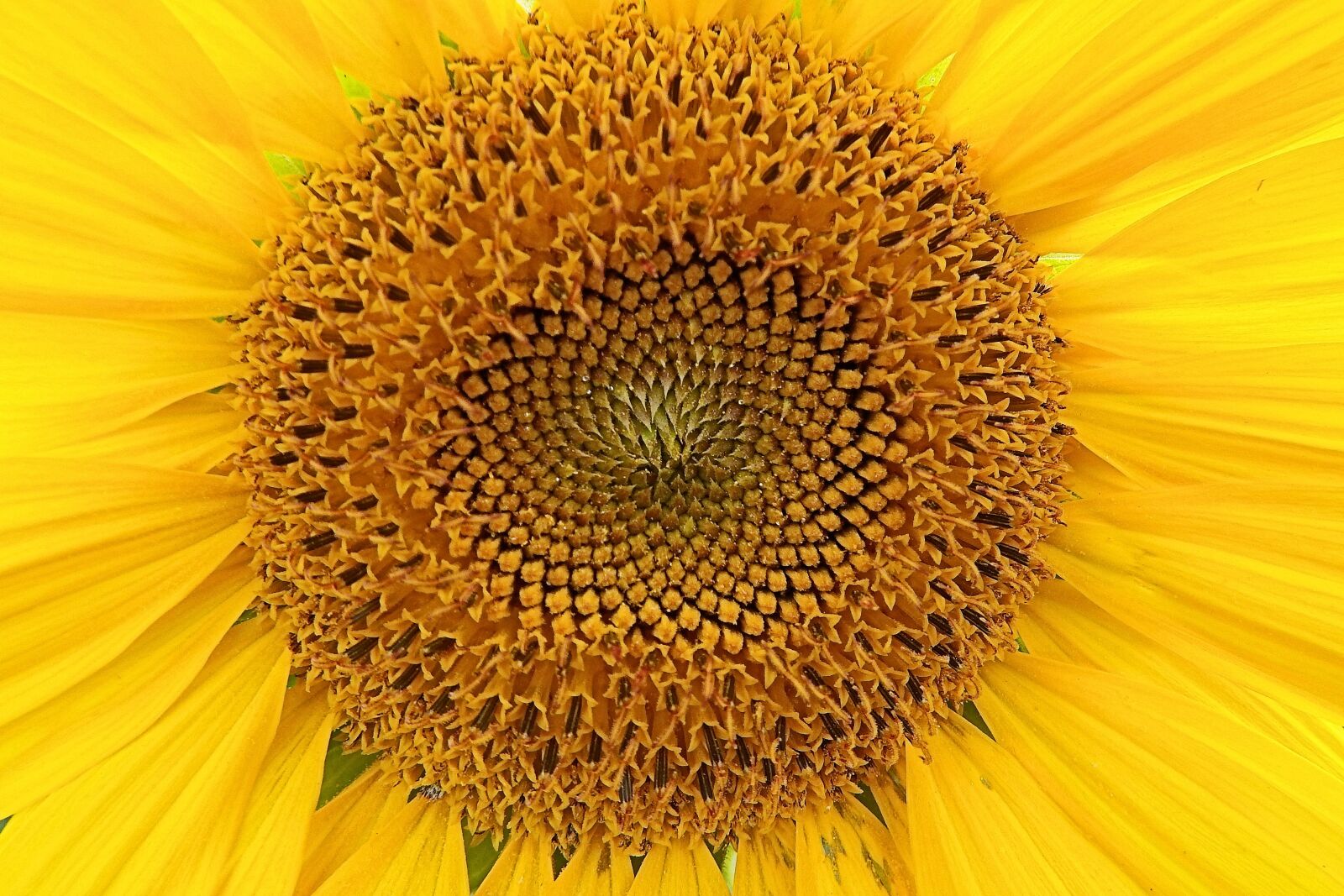 Fujifilm FinePix SL1000 sample photo. Sunflower, yellow, b photography