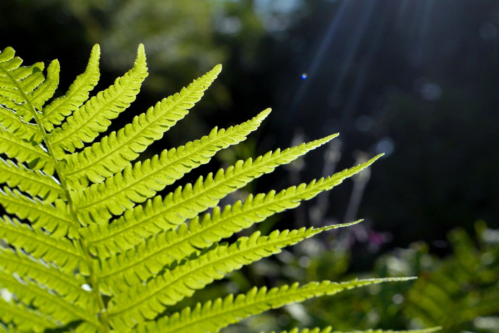 Panasonic Lumix DMC-GH3 sample photo. Fern, garden, backlighting photography