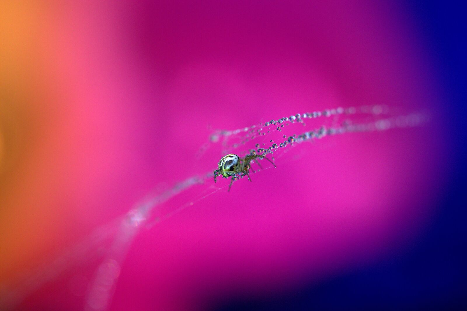 Canon EF-S 60mm F2.8 Macro USM sample photo. Spider, spider web, drops photography