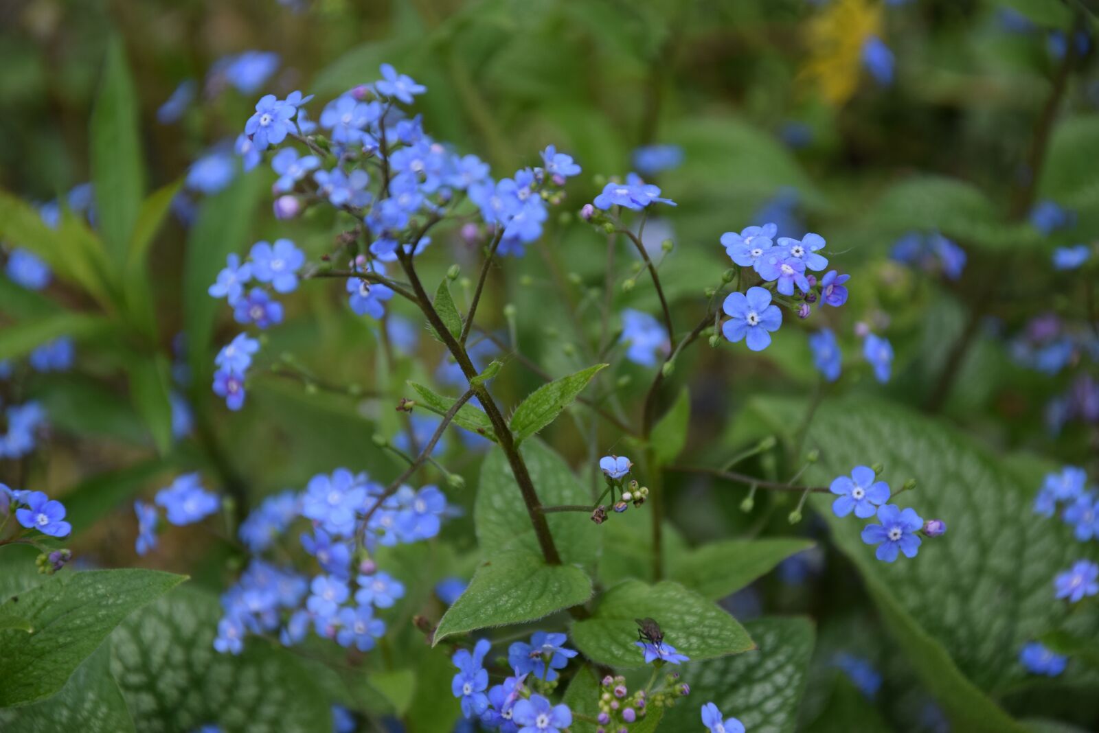 Nikon D5300 sample photo. Spring, may, meadow photography
