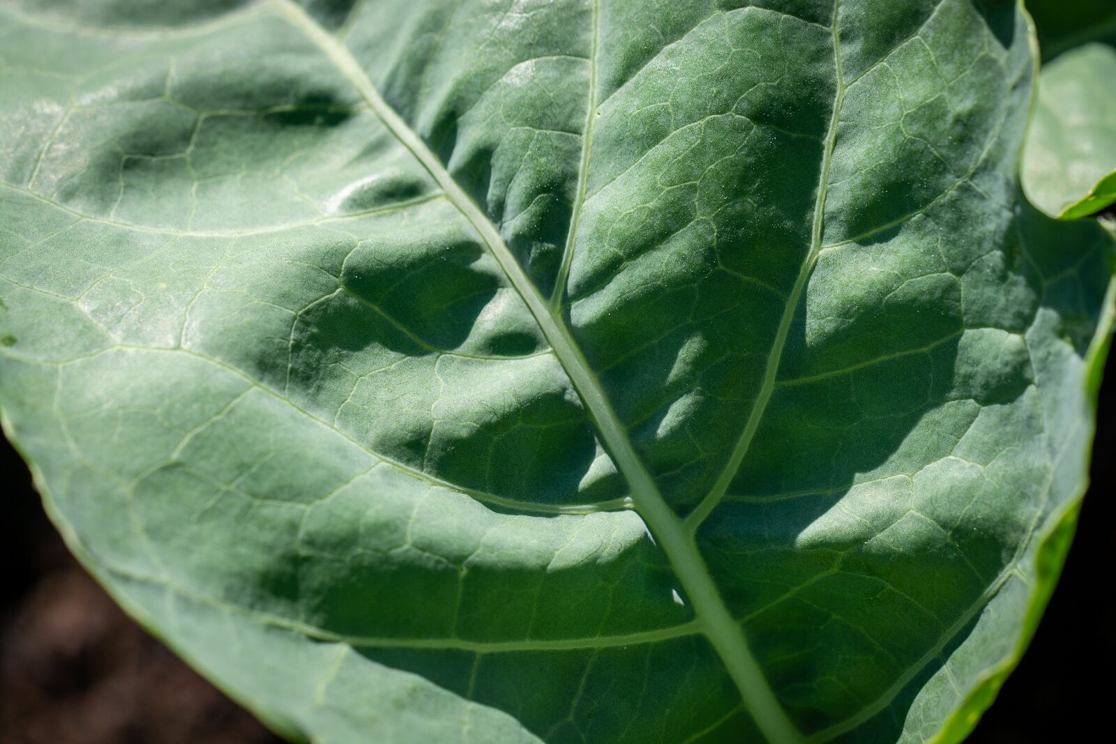 Nikon D7100 sample photo. Kohlrabi leaf, leaf, green photography