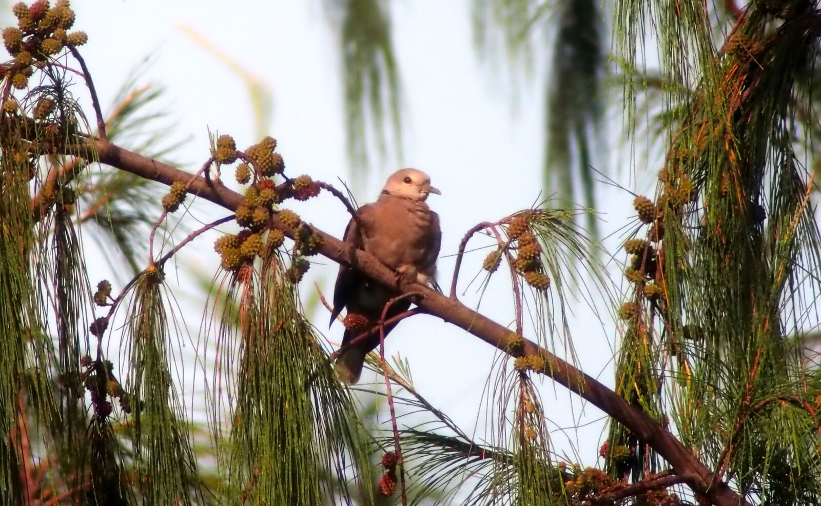 Olympus OM-D E-M1 sample photo. Turtle dove under the photography