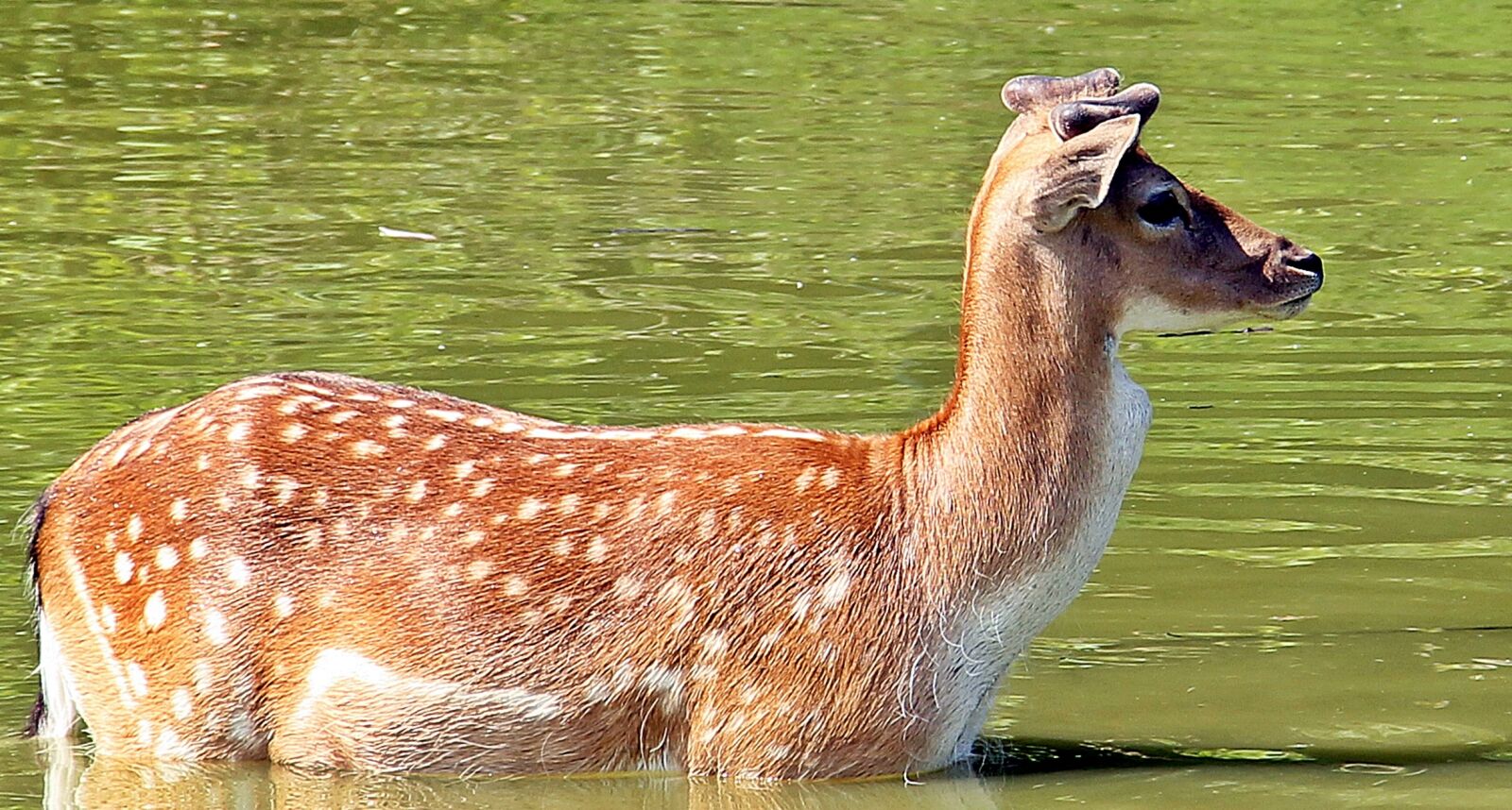 Canon EOS 550D (EOS Rebel T2i / EOS Kiss X4) sample photo. Wild, roe deer, fallow photography