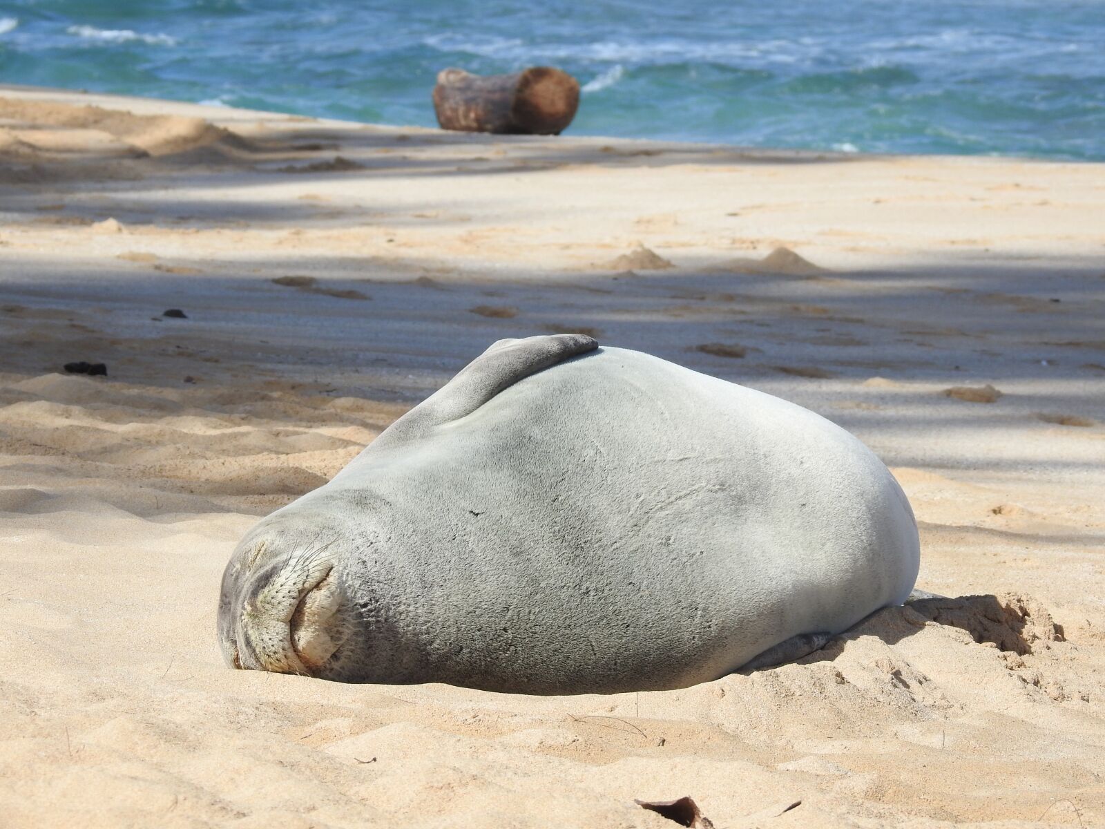 Nikon Coolpix P900 sample photo. Hawaiian monk seal, seal photography