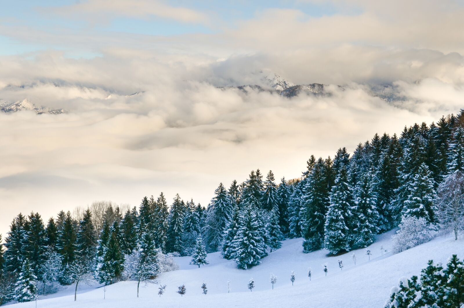 Nikon D7000 sample photo. Forest, landscape, mountain range photography
