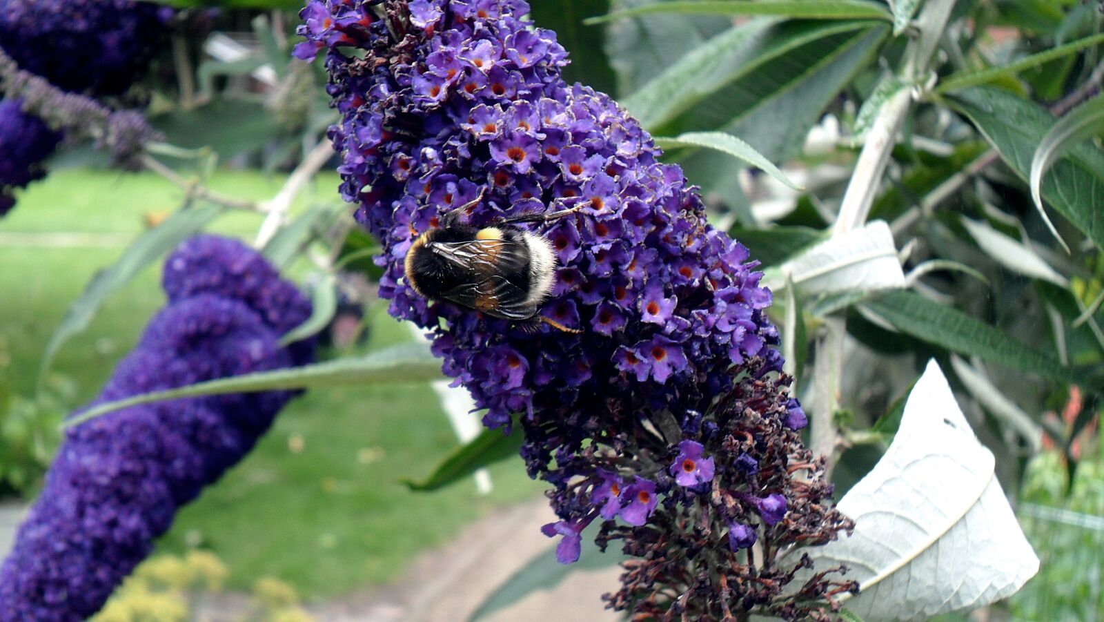 Samsung PL20,PL21 / VLUU PL20,PL21 sample photo. Hummel, flower, blossom photography