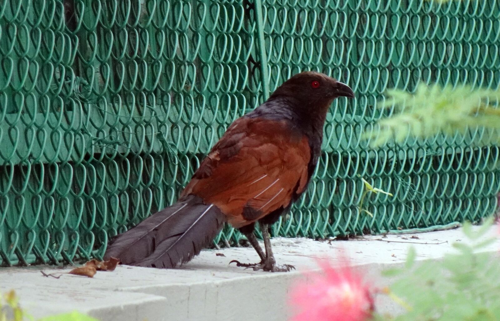 Sony DSC-WX800 sample photo. Bird, greater coucal, crow photography