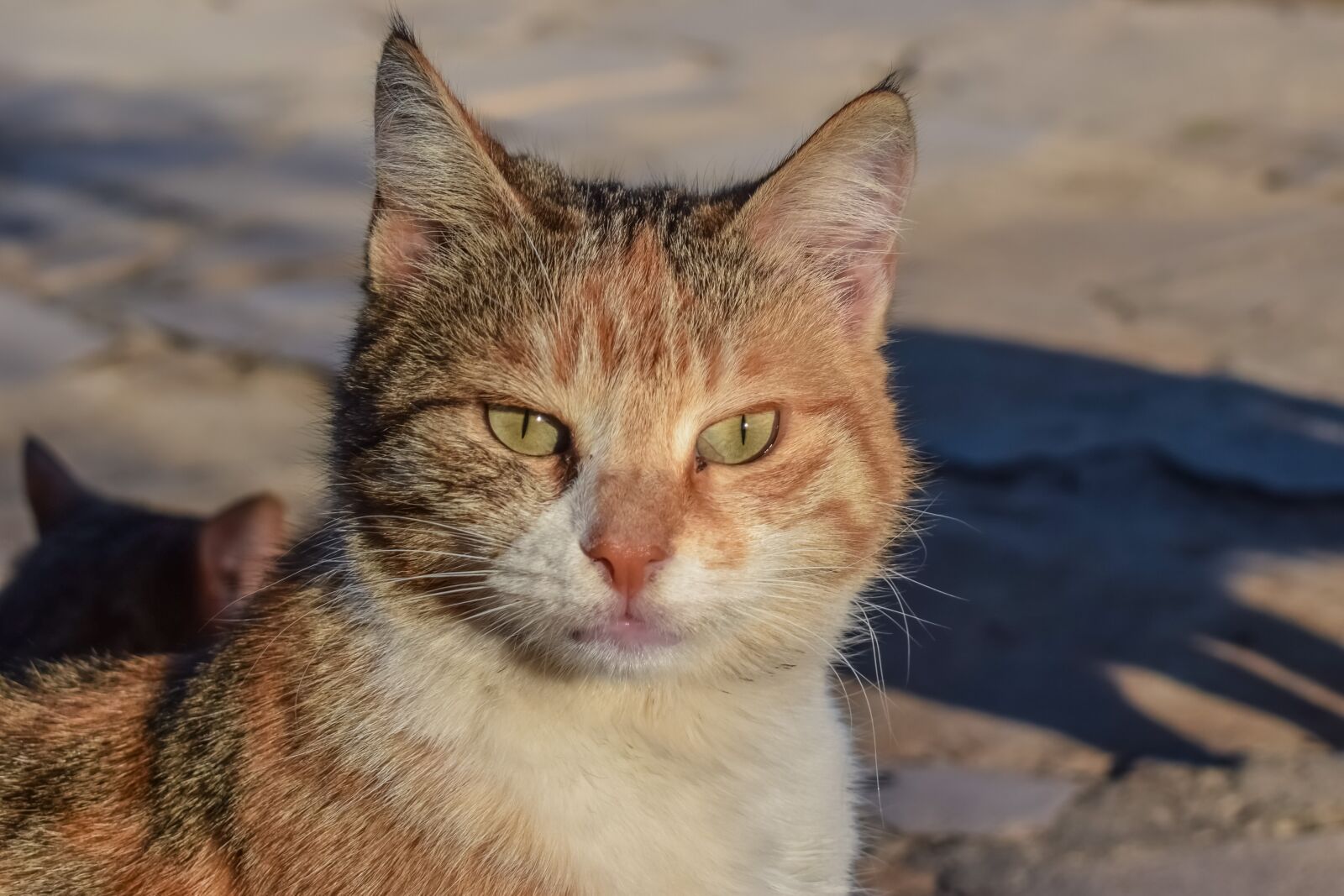 Nikon D3300 sample photo. Cat, stray, animal photography