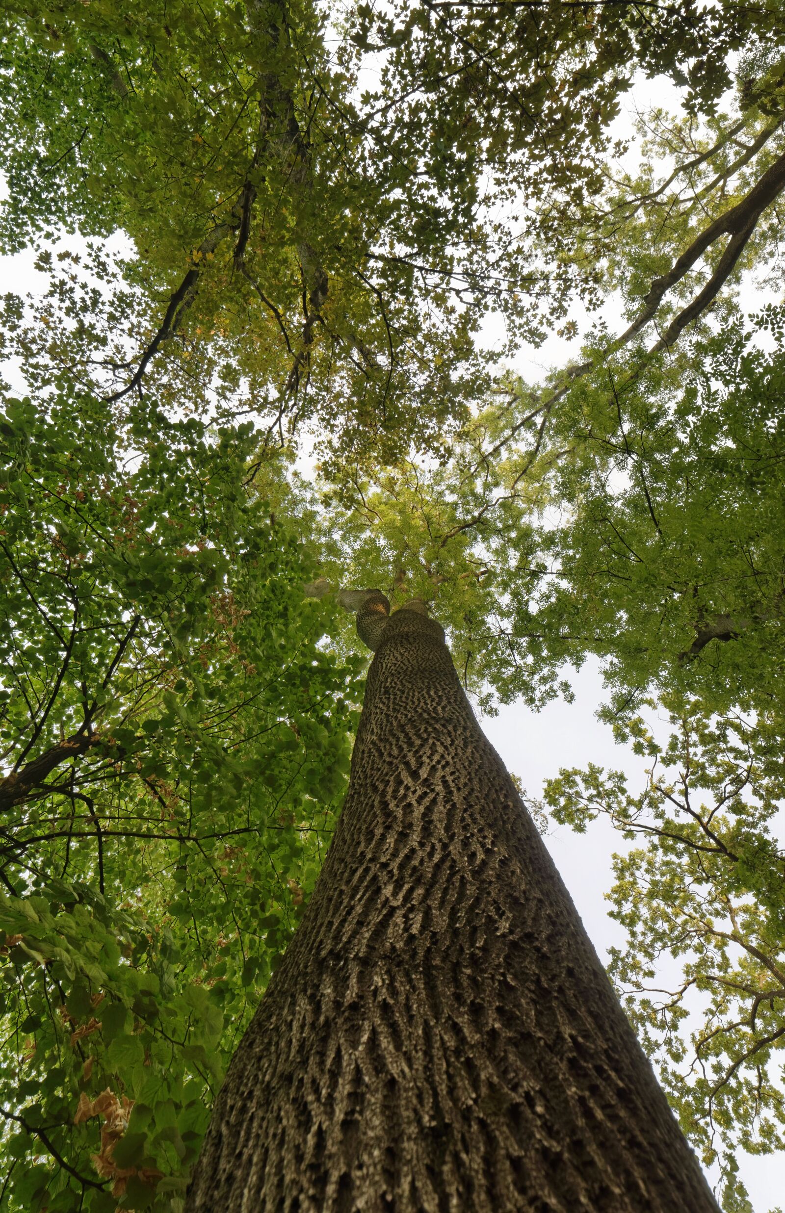 Nikon D5300 sample photo. Tree, tall, bark photography