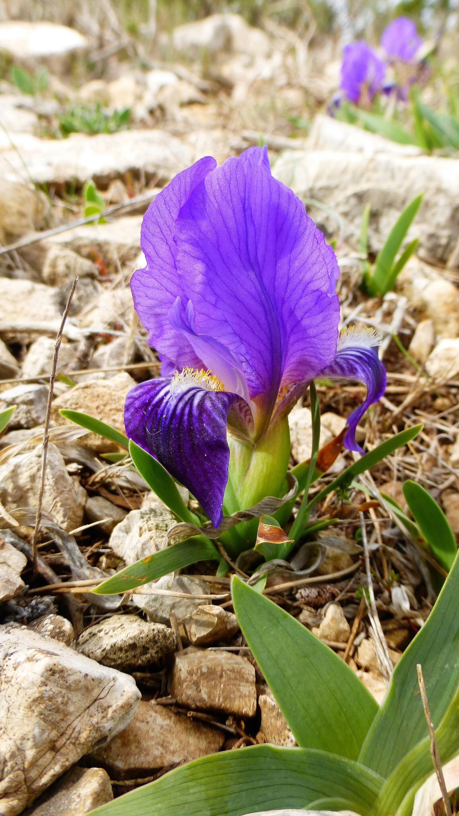 Panasonic Lumix DMC-ZS25 (Lumix DMC-TZ35) sample photo. Nature, plant, flower photography