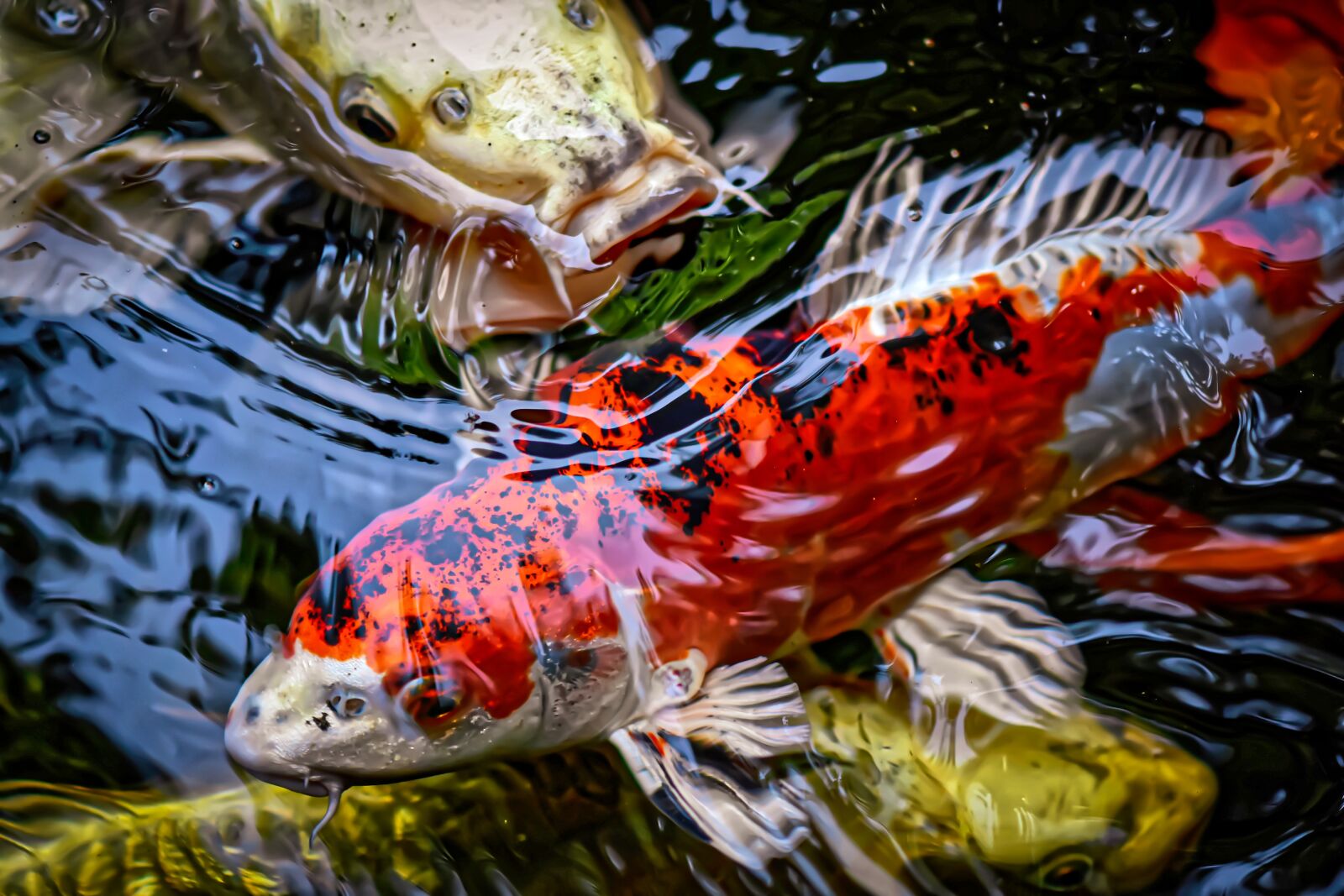 Nikon D7200 sample photo. Koi, pond, fish photography