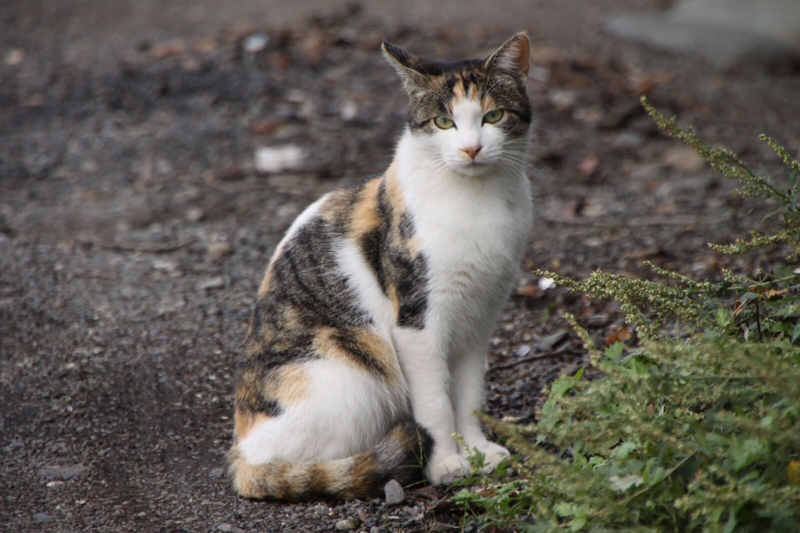 Canon EOS 50D sample photo. Cat, portrait, domestic photography