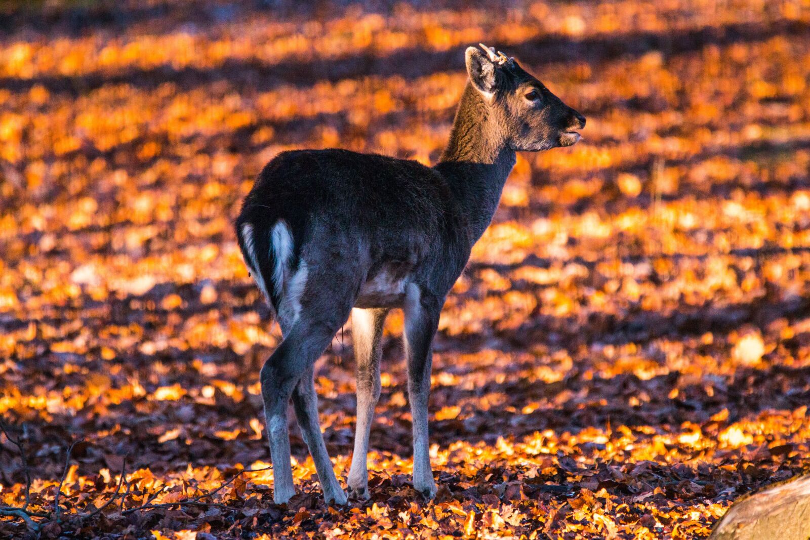 150-600mm F5-6.3 DG OS HSM | Contemporary 015 sample photo. Roe deer, hirsch, red photography