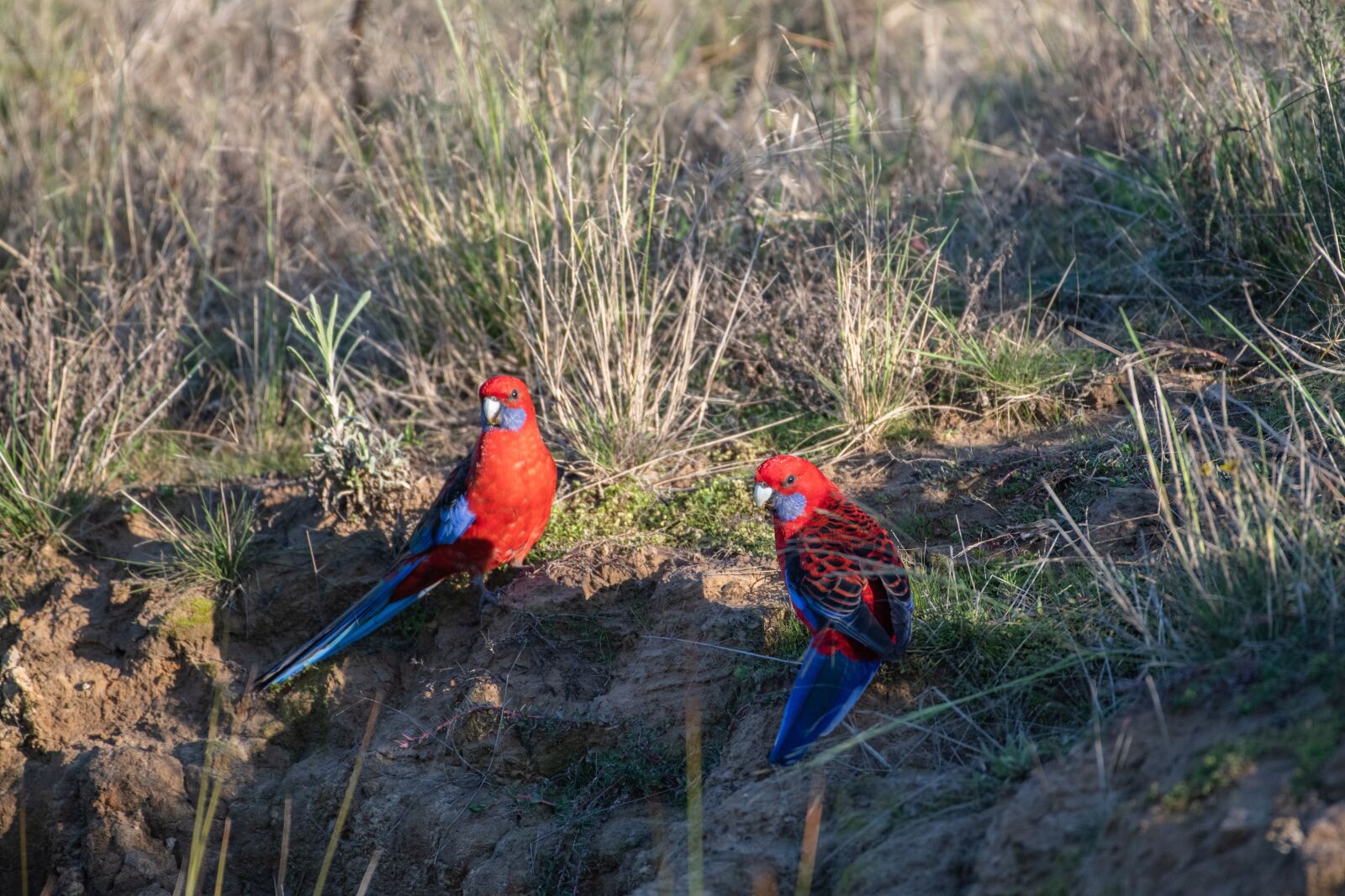 Nikon D850 sample photo. Crimson rosella, platycercus elegans photography