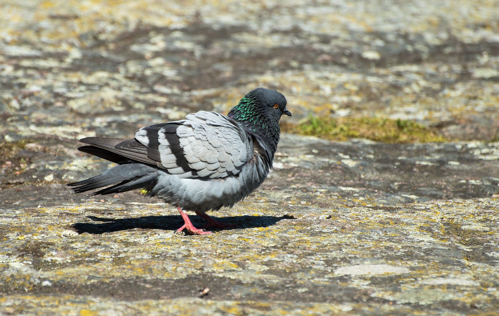 Nikon D3200 sample photo. Dove, summer, mountain photography