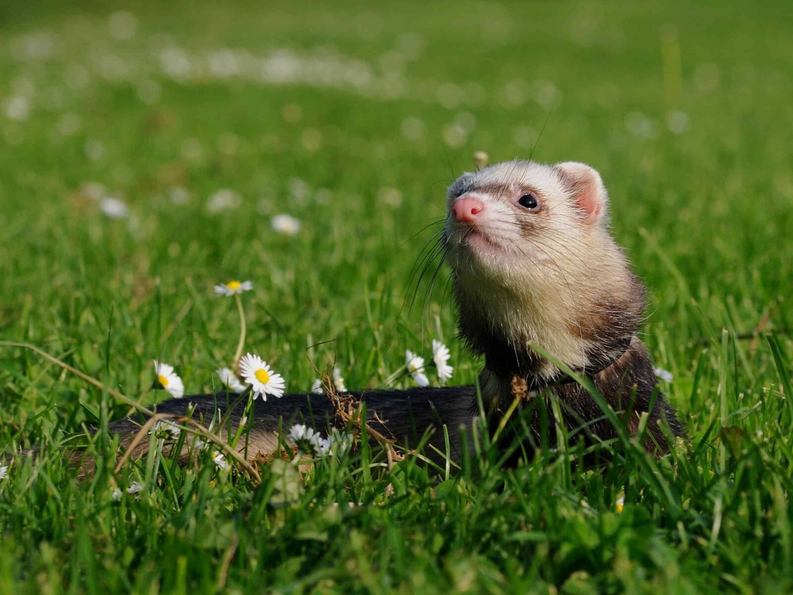 Nikon D300 sample photo. Nature, cute, animal, grass photography