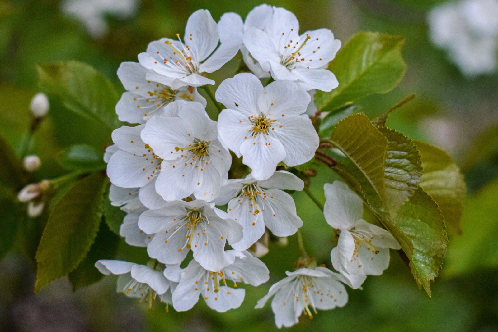 Nikon D5300 sample photo. Spring, blossoms, flowers photography