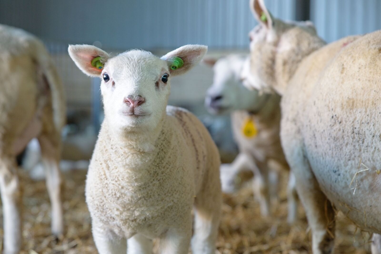 Canon EOS 6D Mark II sample photo. Sheep, lamb, newborn photography