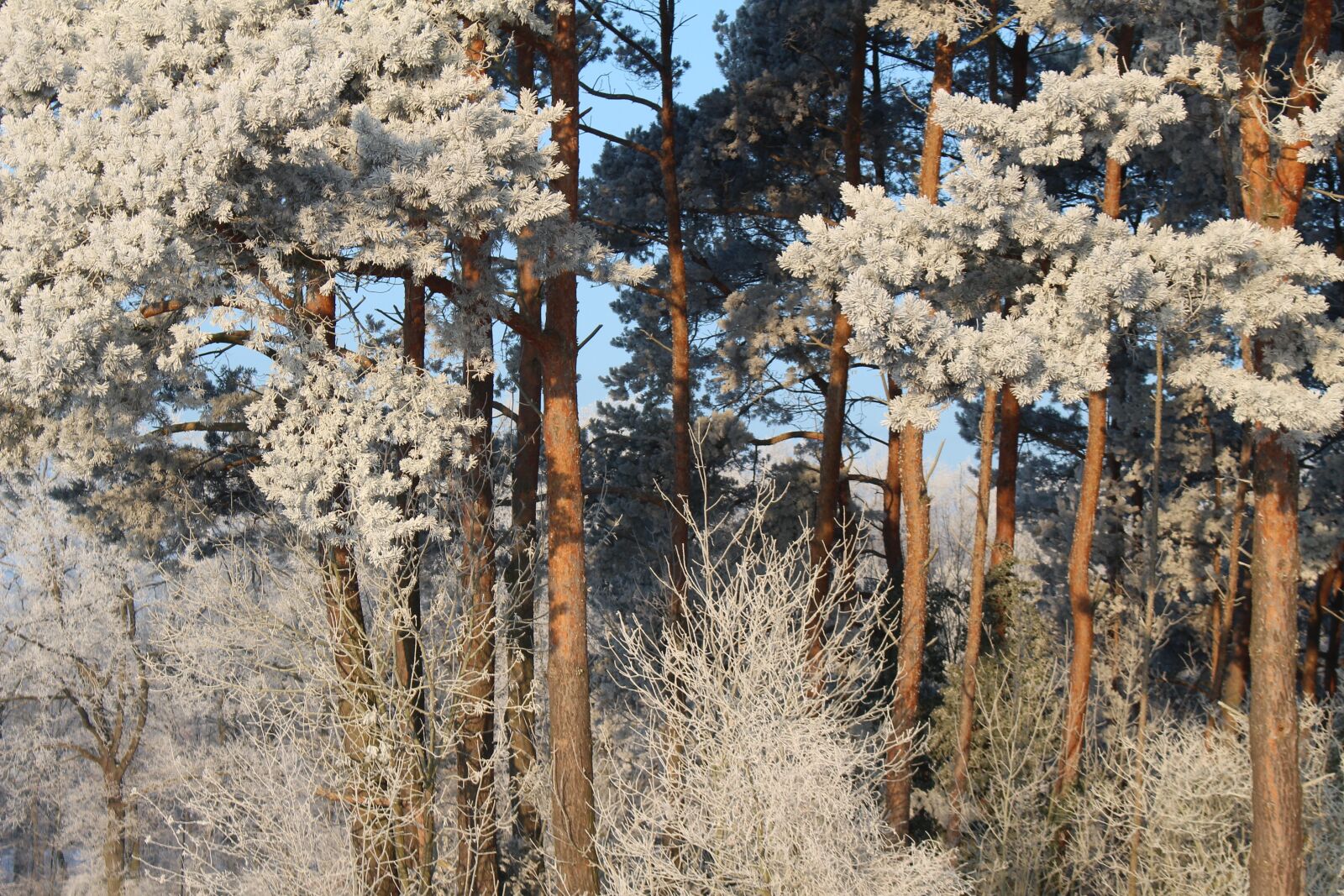 Canon EOS 100D (EOS Rebel SL1 / EOS Kiss X7) sample photo. Frost, forest, landscape photography