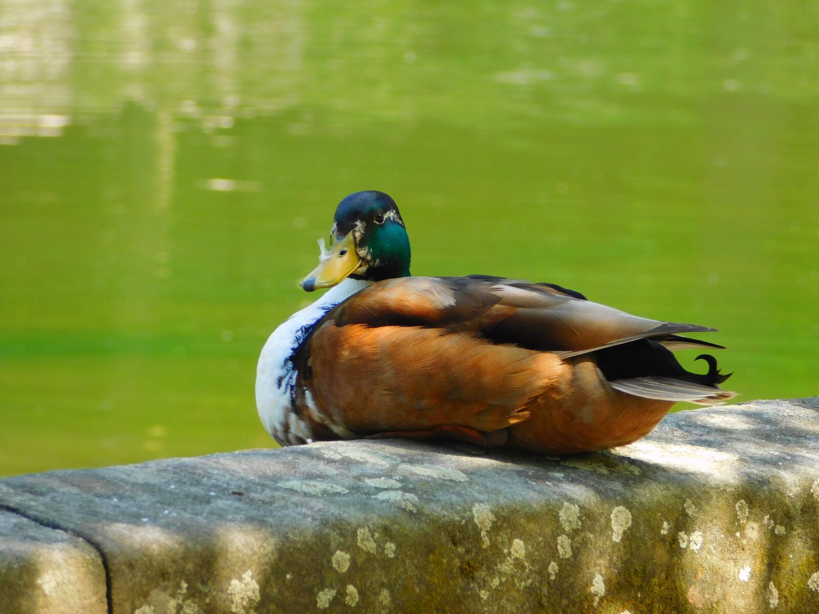 Nikon Coolpix L840 sample photo. Duck, water bird, on photography