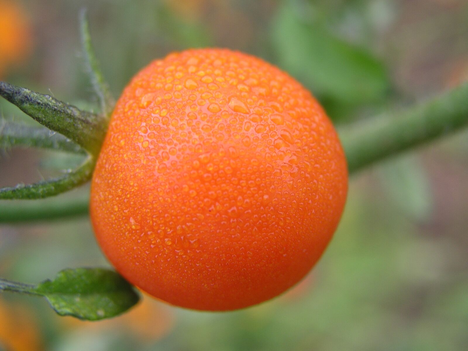 Olympus C5050Z sample photo. Tomato, dew, fresh photography