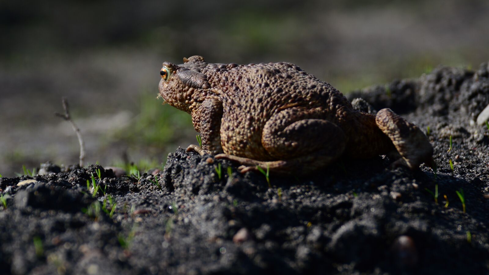 Nikon D3200 sample photo. The frog, with, joints photography