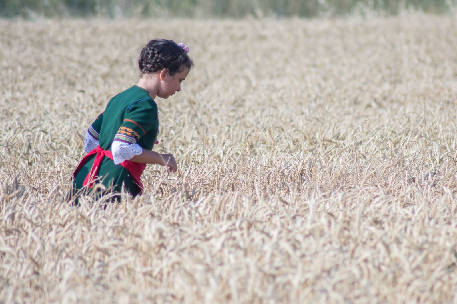 Nikon D7200 sample photo. Harvest, summer, nature photography