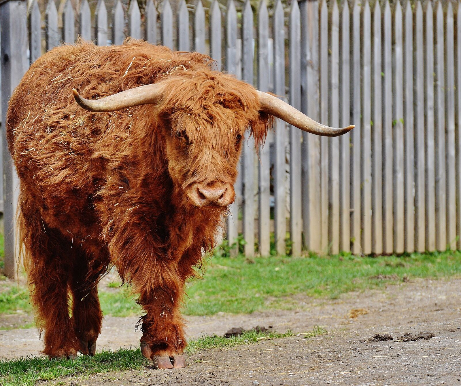 Nikon D3200 sample photo. Bull, beef, horns photography