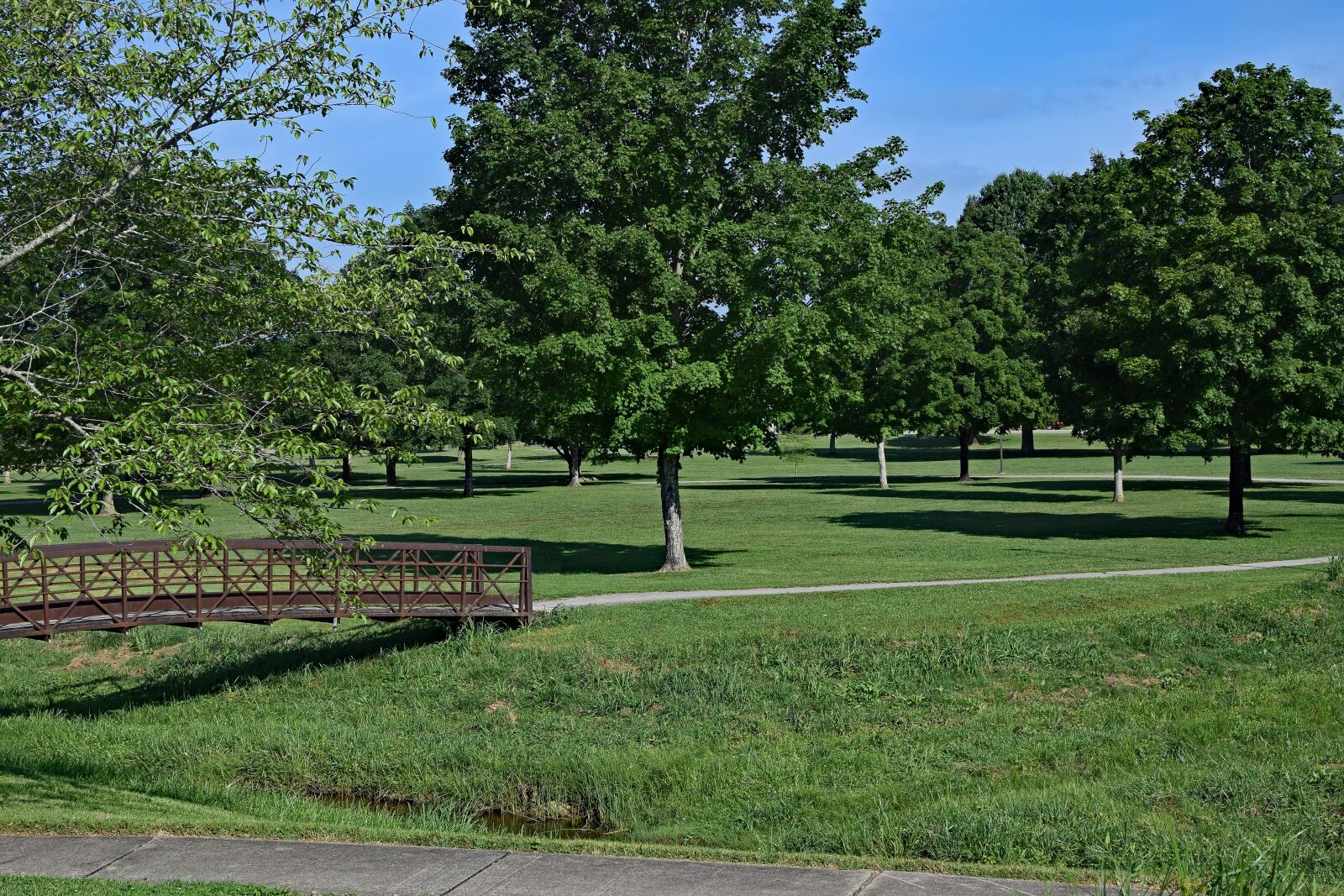 Nikon D3300 sample photo. Civic center park, oak photography