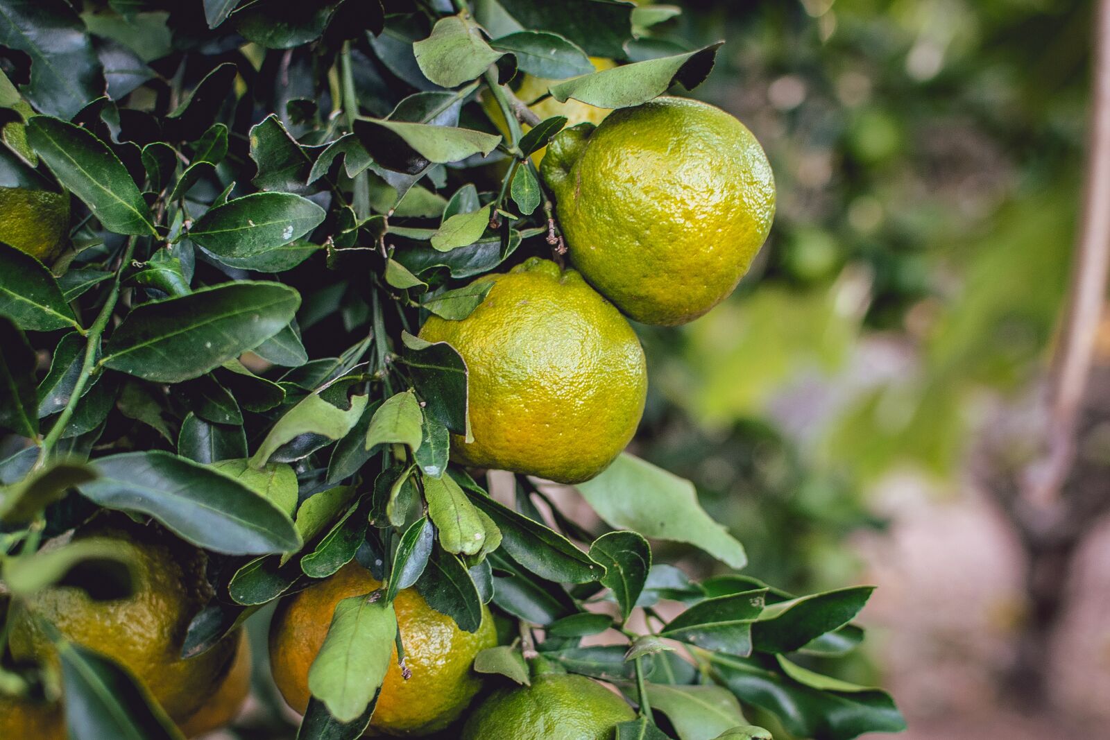 Nikon D3300 sample photo. Mixirica, tangerine, cerrado photography