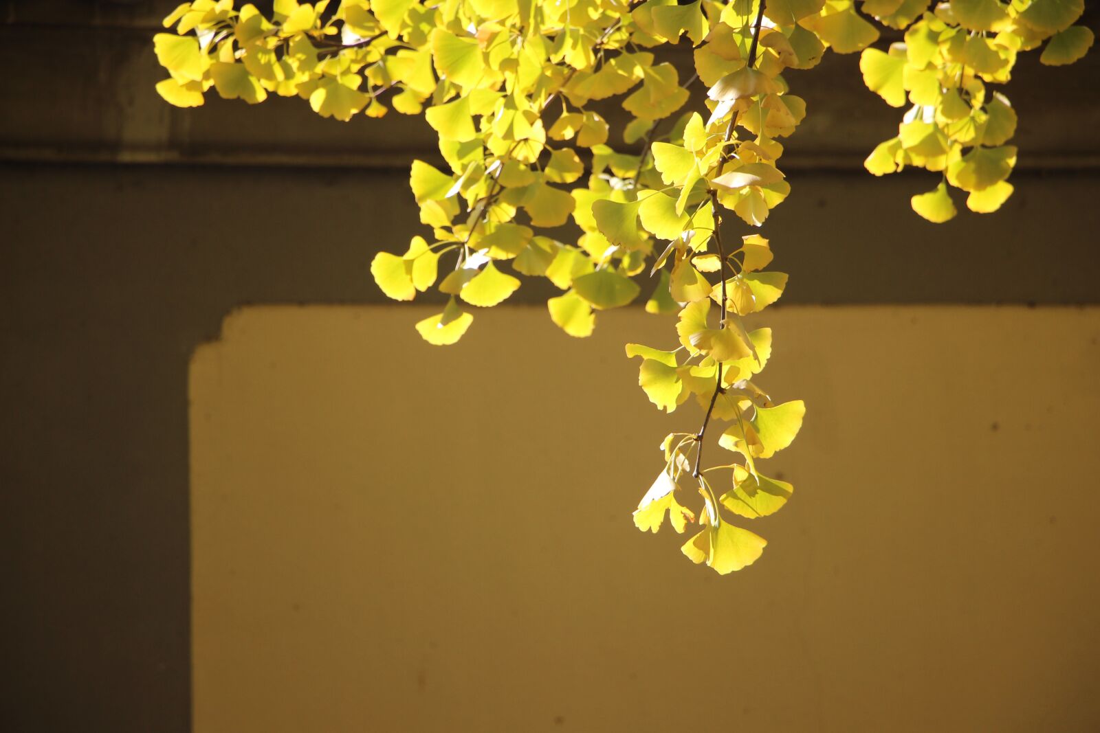 Canon EOS 600D (Rebel EOS T3i / EOS Kiss X5) sample photo. Autumn, leaf, leaves photography