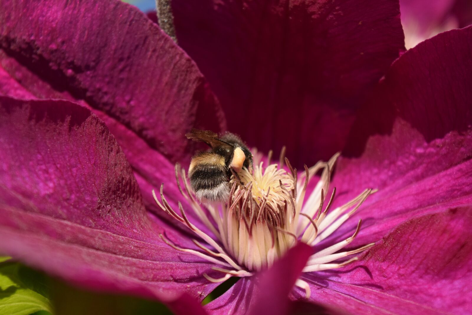 Nikon D3300 sample photo. Hummel, blossom, bloom photography
