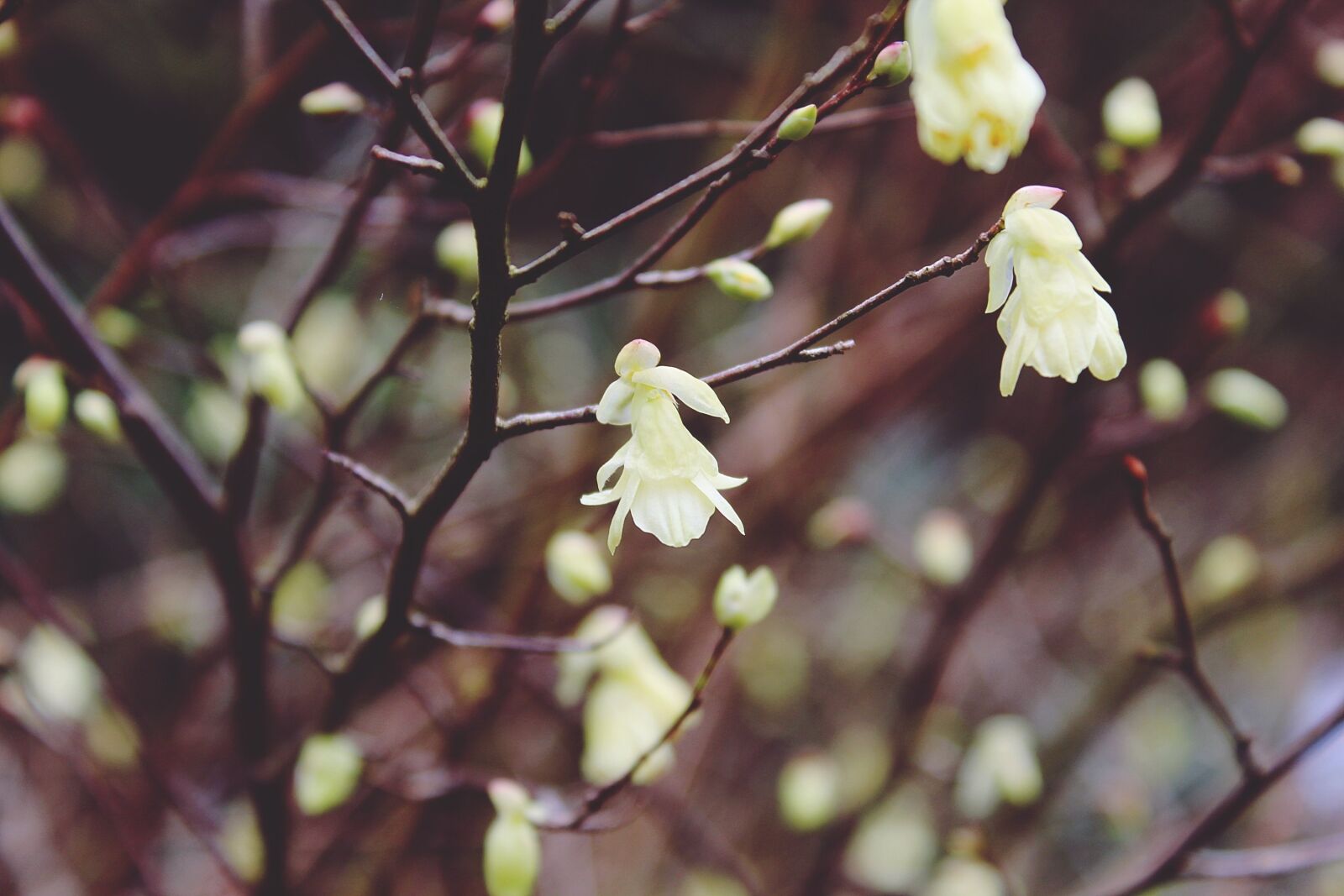 Canon EOS 1200D (EOS Rebel T5 / EOS Kiss X70 / EOS Hi) sample photo. Gold shrub, easter bush photography