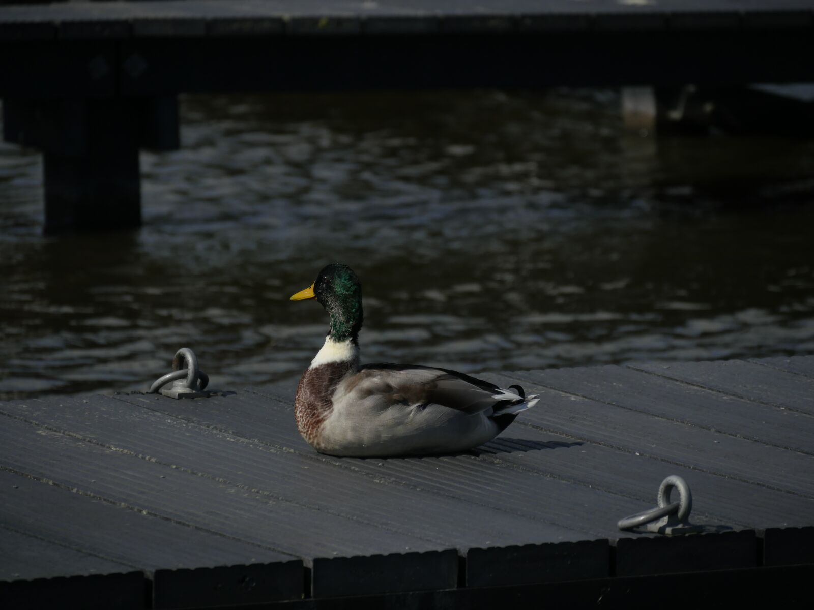 Panasonic Lumix DMC-GH4 sample photo. Duck, water, web photography
