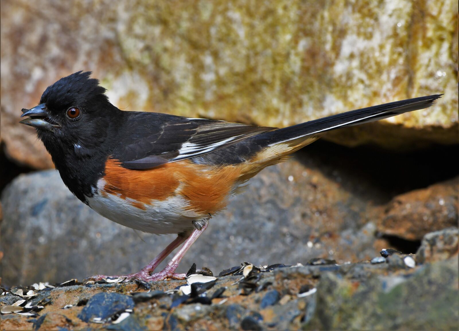 Nikon D850 sample photo. Towhee, eastern, bird photography