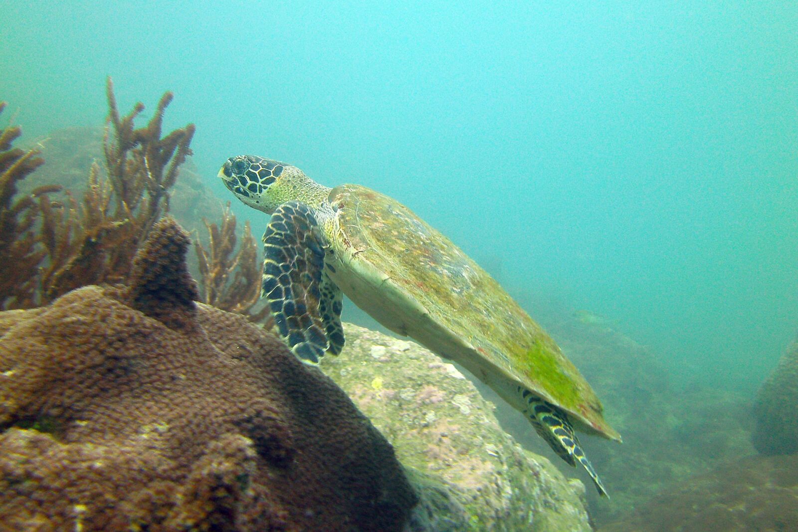 SeaLife                 DC1400 sample photo. Turtle, koh samui, thailand photography