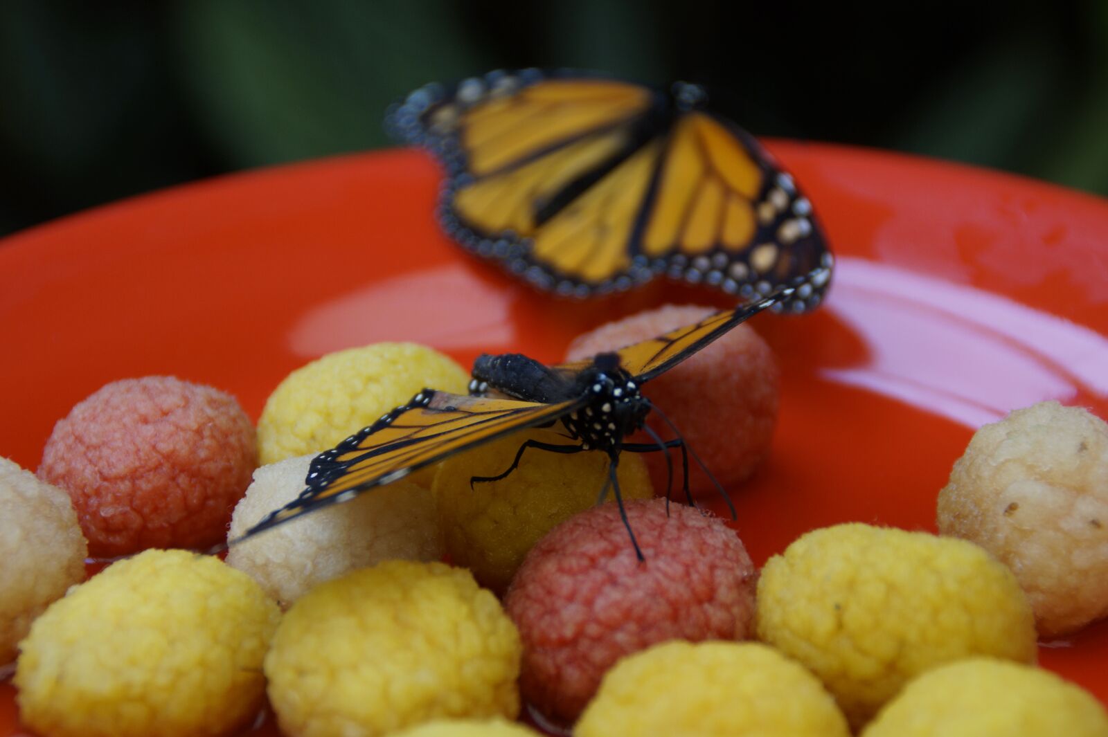 Sony SLT-A58 sample photo. Monarch, butterfly, orange photography