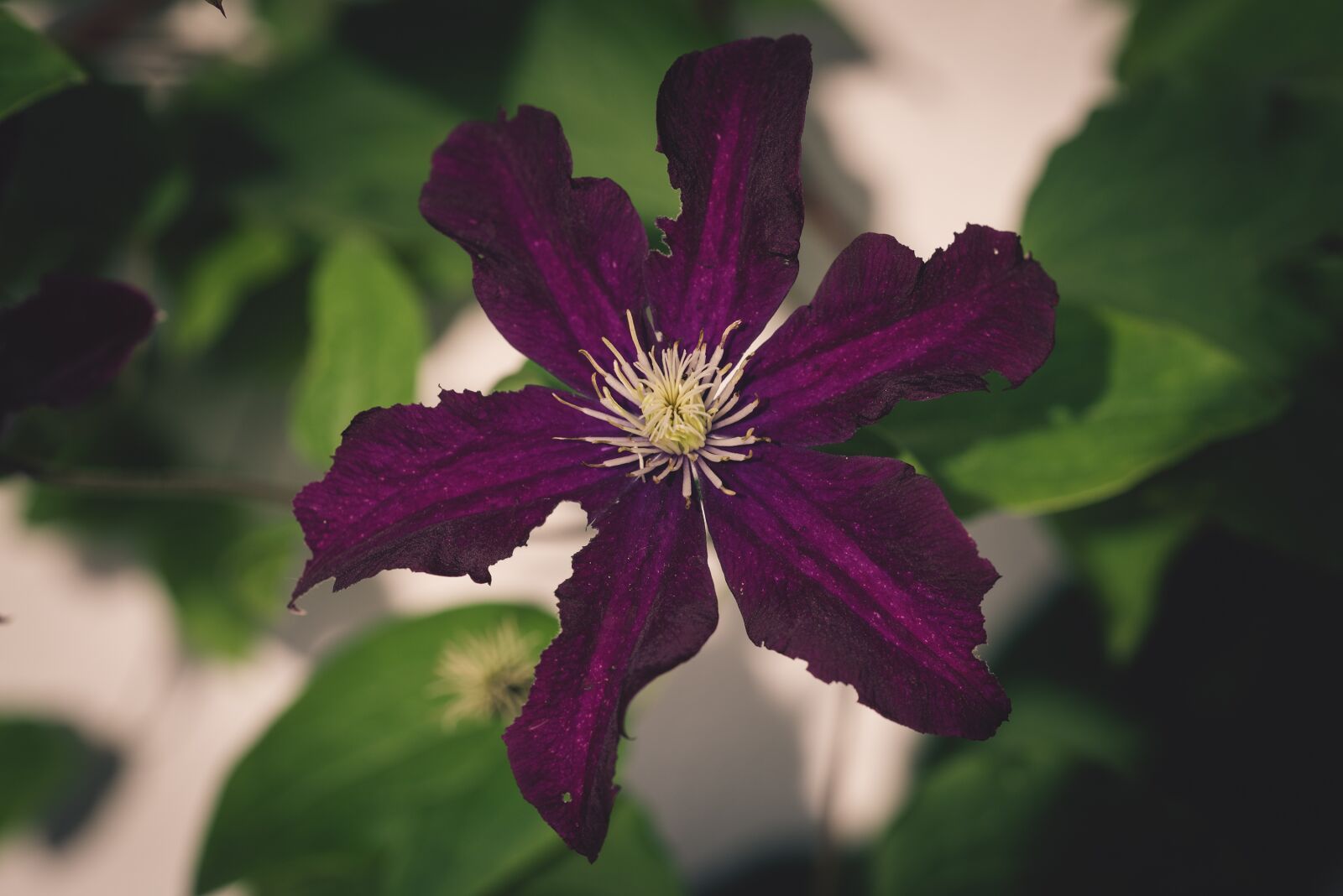 Nikon D750 sample photo. Clematis, flower, blossom photography