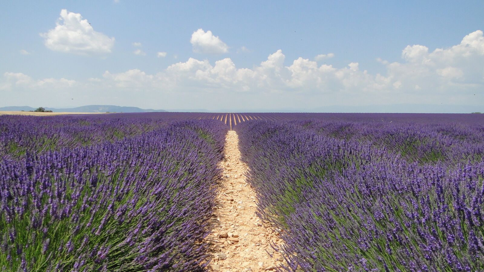 Sony Cyber-shot DSC-HX1 sample photo. Lavende, flowers, lavender photography