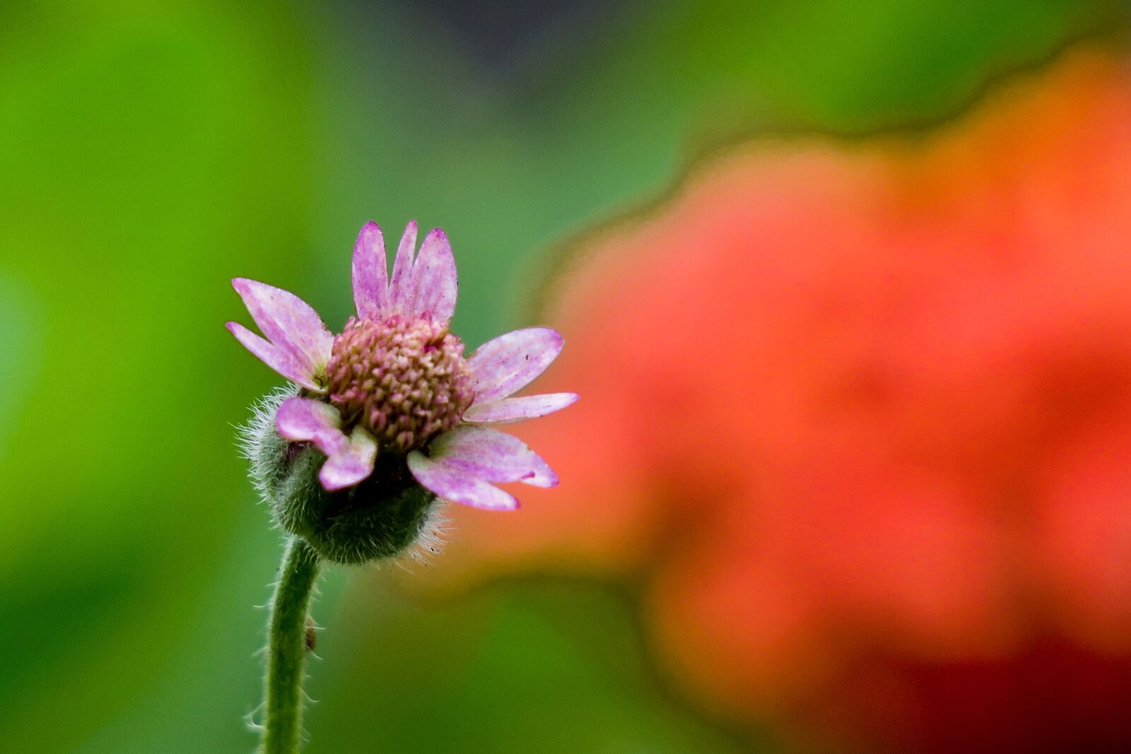 Canon PowerShot G3 X sample photo. Feather mount daisy, nature photography