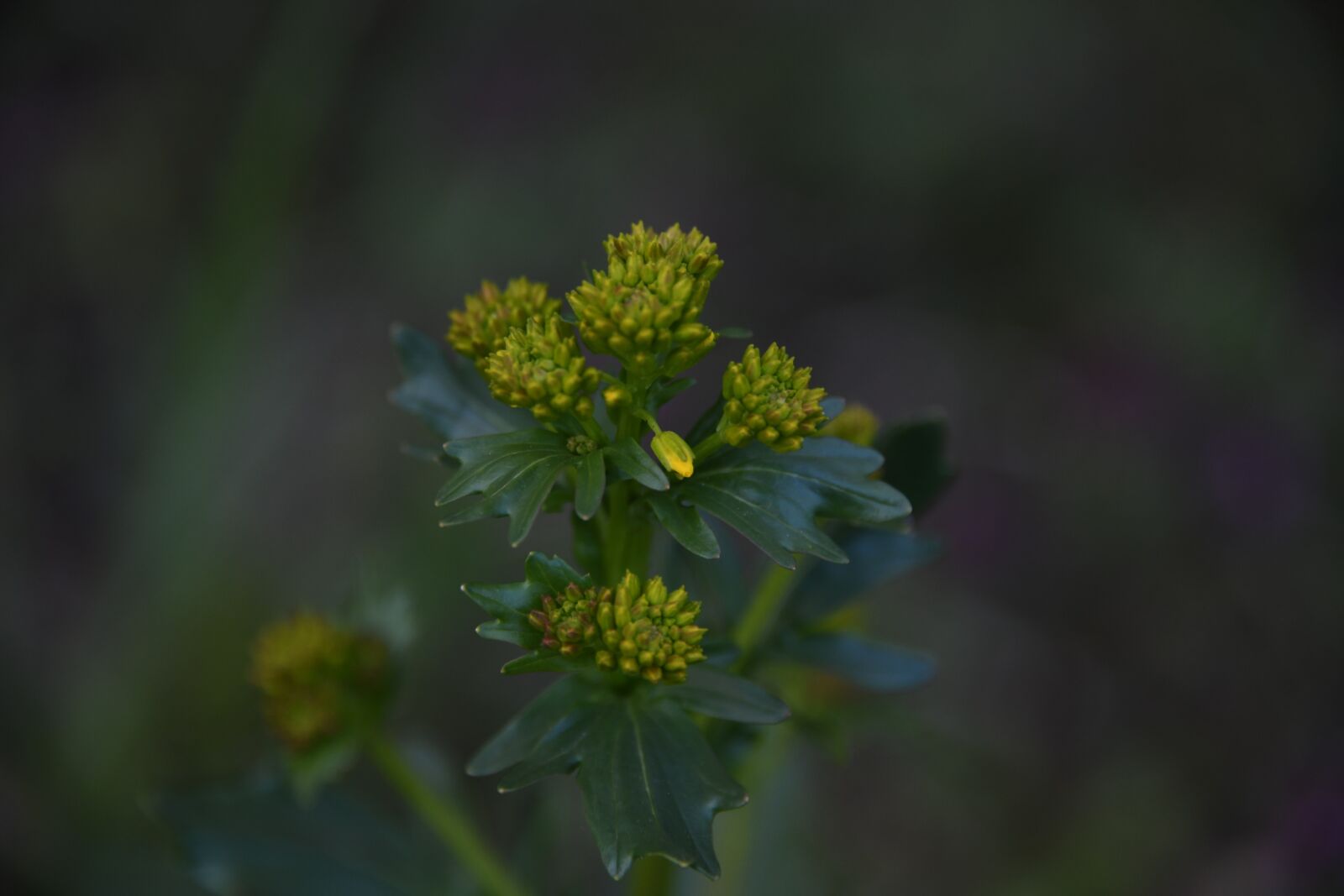 Nikon D850 sample photo. Flower, yellow, forest photography