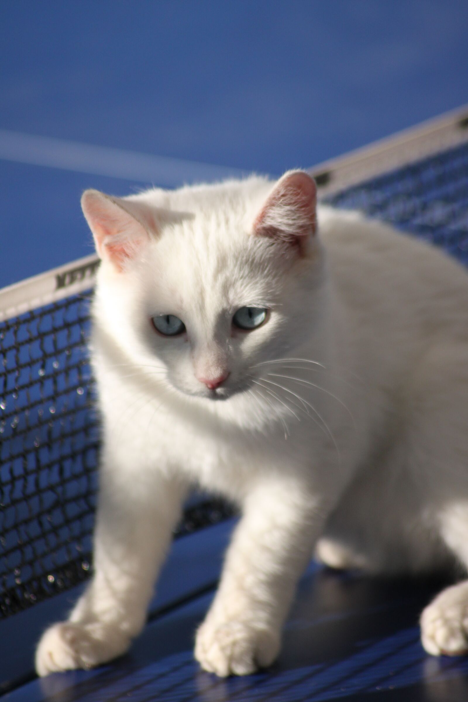 Canon EOS 500D (EOS Rebel T1i / EOS Kiss X3) sample photo. Cat, white, kitten photography