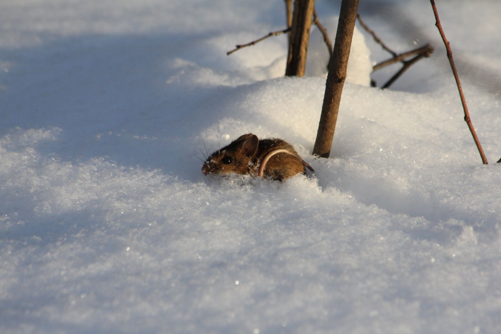 Canon EOS 550D (EOS Rebel T2i / EOS Kiss X4) sample photo. Winter, mouse, snow photography