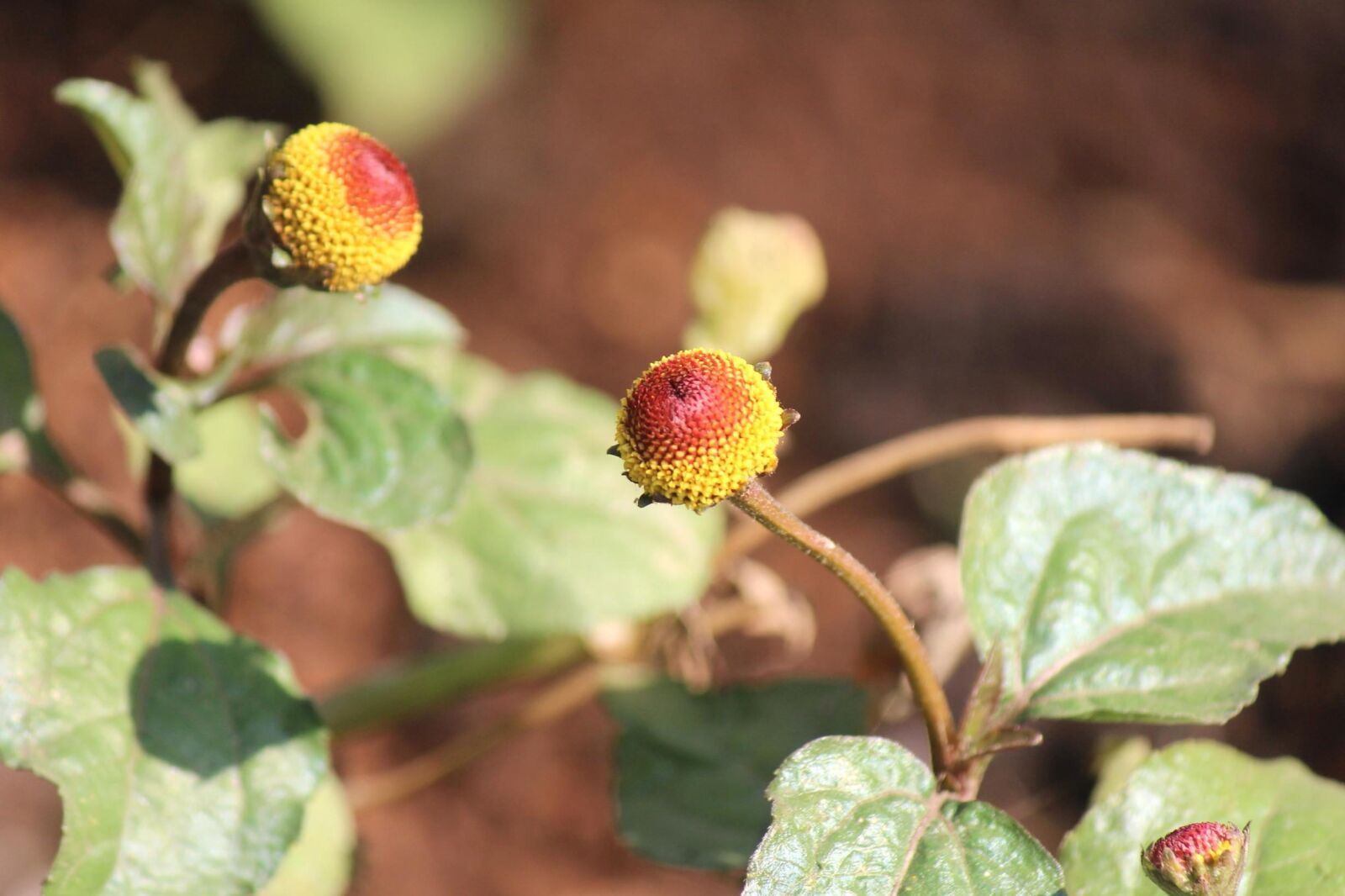 Canon EOS 600D (Rebel EOS T3i / EOS Kiss X5) sample photo. Flower, fruit, ripe, hip photography