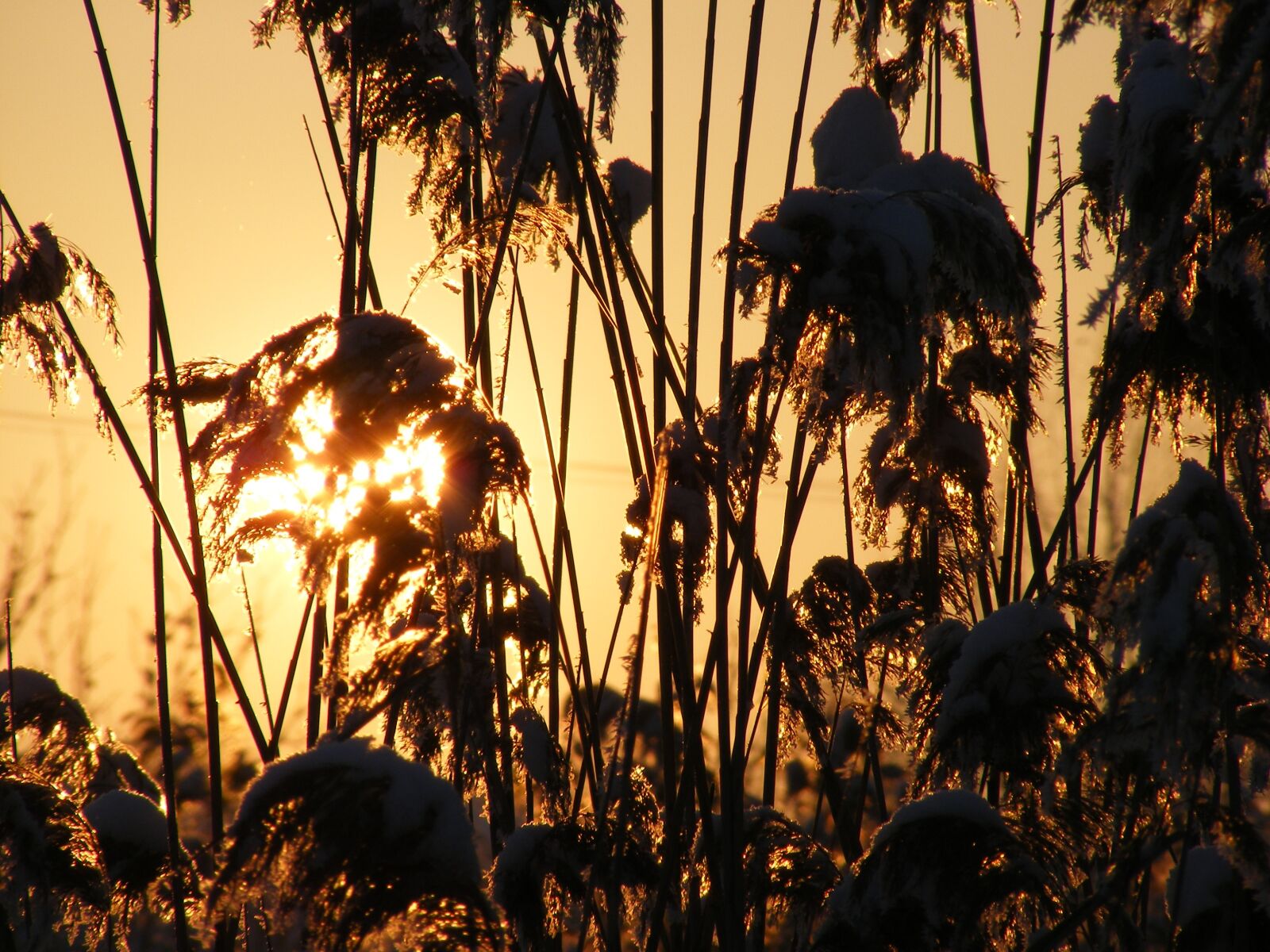 Fujifilm FinePix S5700 S700 sample photo. Grass, phragmites, poales photography
